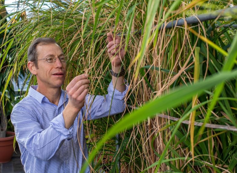 Biologist Kenneth Olsen Tending Rice