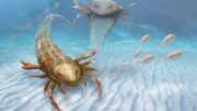 Biologists Discover Giant Sea Scorpion Pentecopterus