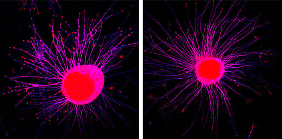 Biologists Improve Our Understanding of Intercellular Communication