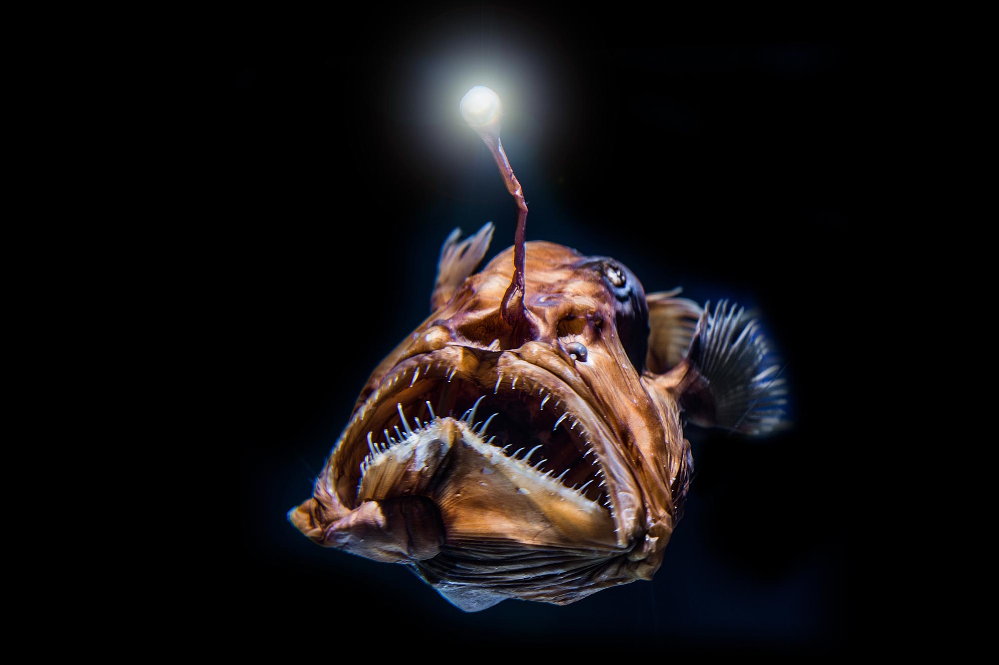Bioluminescent Anglerfish Deep Sea Angler Fish Bioluminescence Hi Res Bioluminescent Anglerfish Deep Sea Angler Fish Bioluminescence Hi Res
