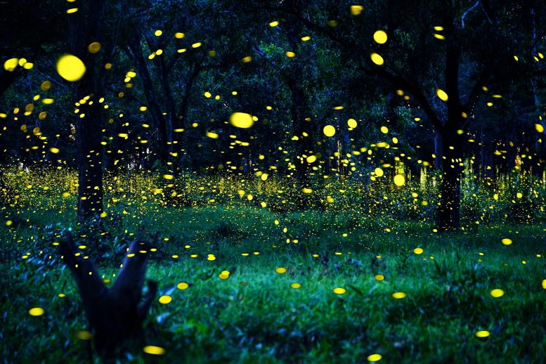 Bioluminescence Fireflies