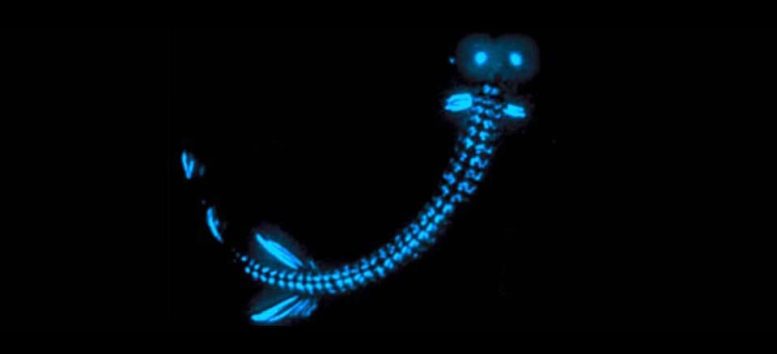Bioluminescent Creature