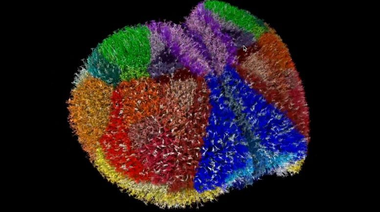 Scientists Built a Digital Mouse Brain and It’s Wildly Realistic