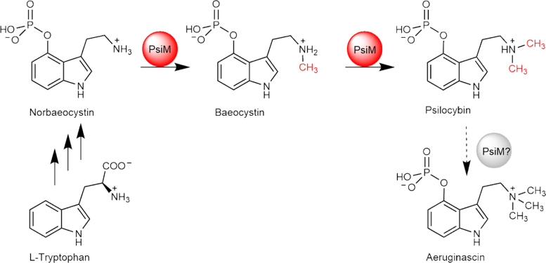 Biosynthesis of Psilocybin