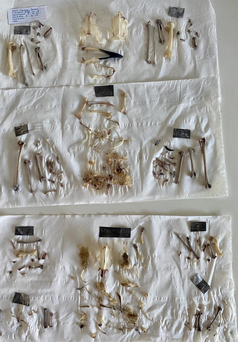 Bird Bones From Experiment