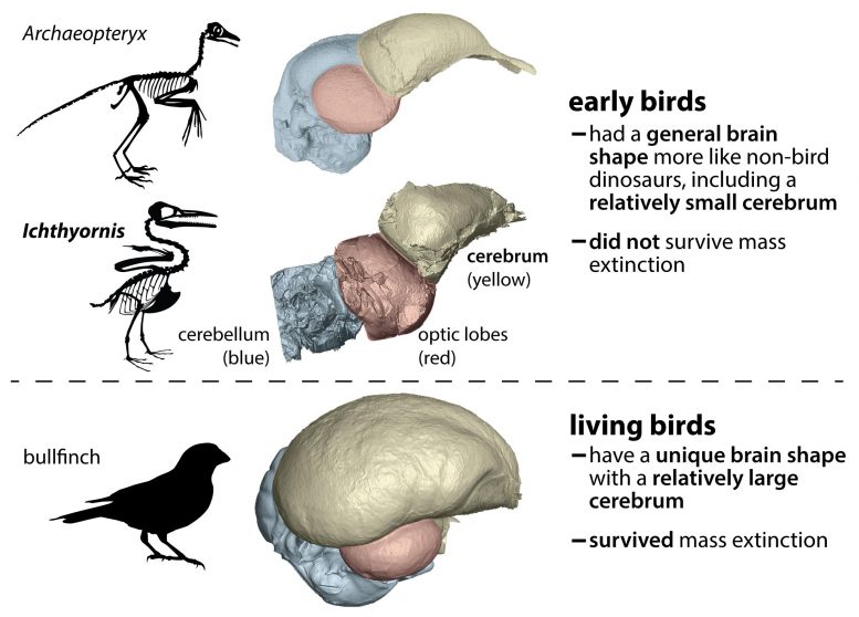 сравнение мозга птицы