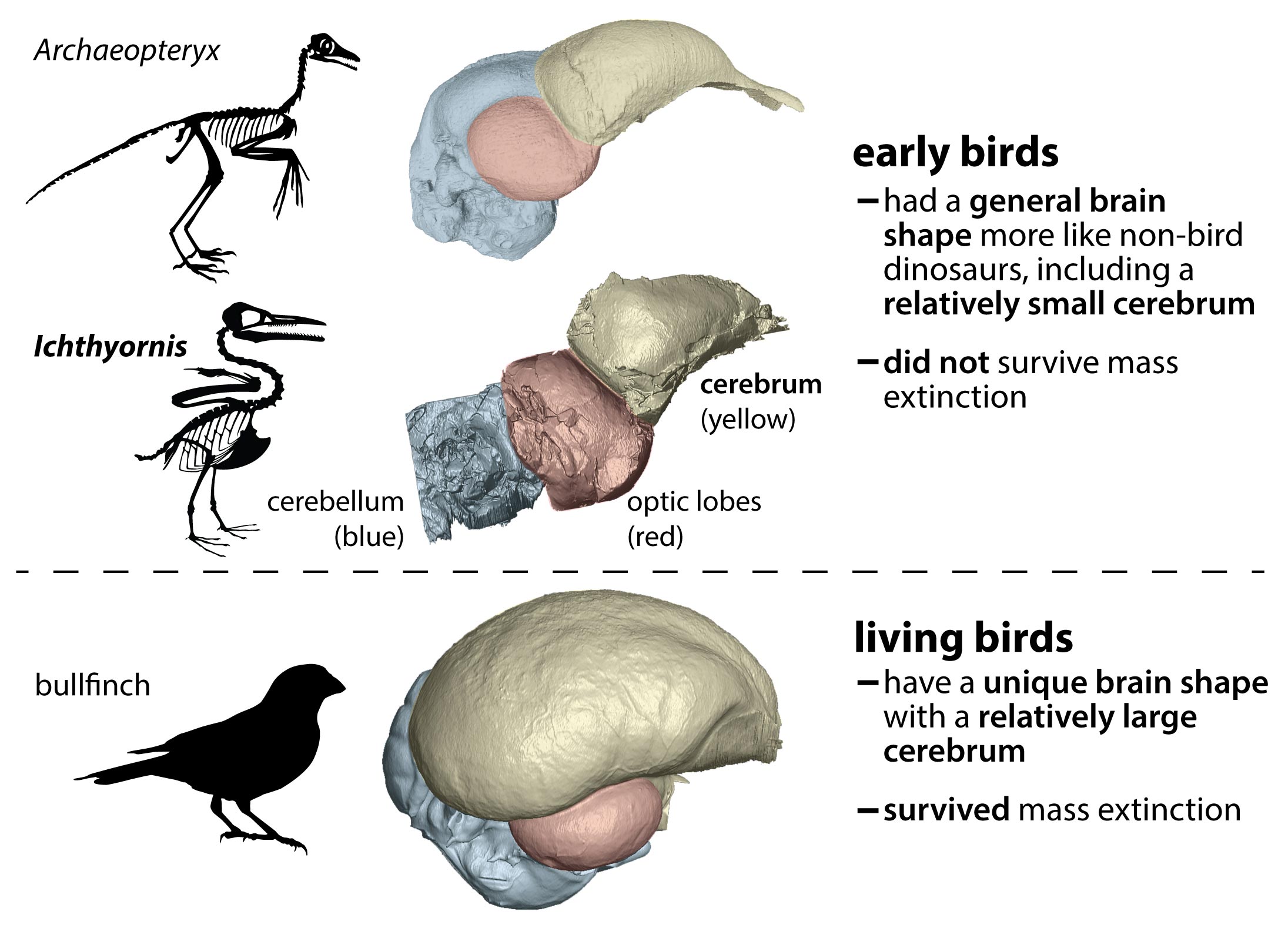 Otak burung meninggalkan dinosaurus lain