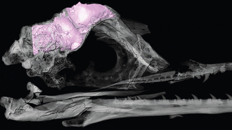 Unraveling a Mystery: Bird Brains Left Other Dinosaurs Behind - SciTechDaily