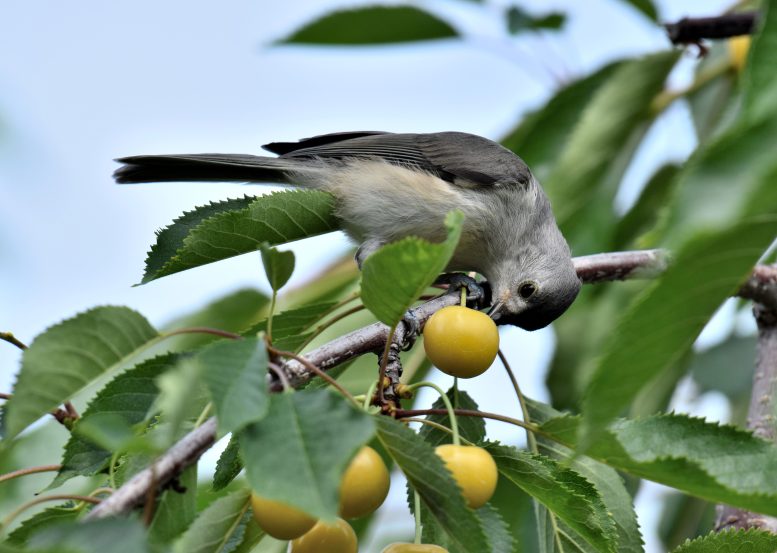Bird Eats a Farmer&rsquo;s Fruit in a Cherry Orchard in Northern Michigan