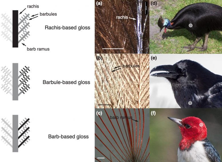 Bird Feather Comparison