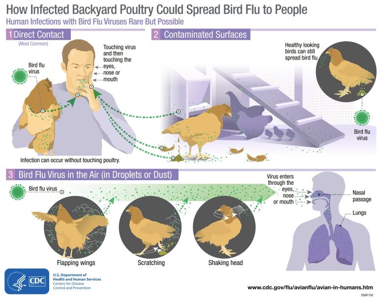 Bird Flu Infections CDC Infographic