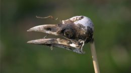 Bird Skull