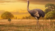 Bird Three Times Larger Than Ostrich Discovered