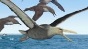 Birdlife in Antarctica 50 Million Years Ago
