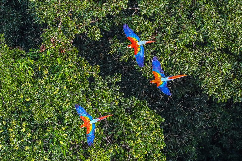 Birds Above Amazon Rainforest