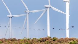 Birds Flying by Wind Turbines