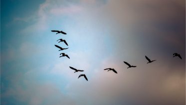 Birds Migrating