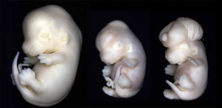 Birth Defects Mouse Embryos