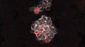Birth of Blood-Forming Cells