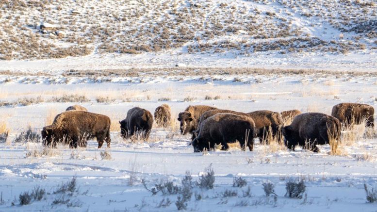 Bison Foraging for Food