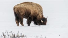 Bison Grazing in Snow