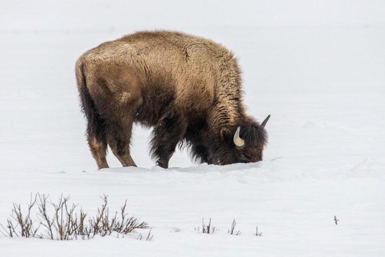 Bison Grazing in Snow