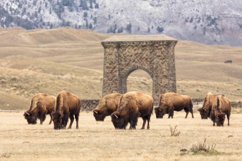 Bison Grazing in Spring Near Roosevelt Arch in Gardiner, MT