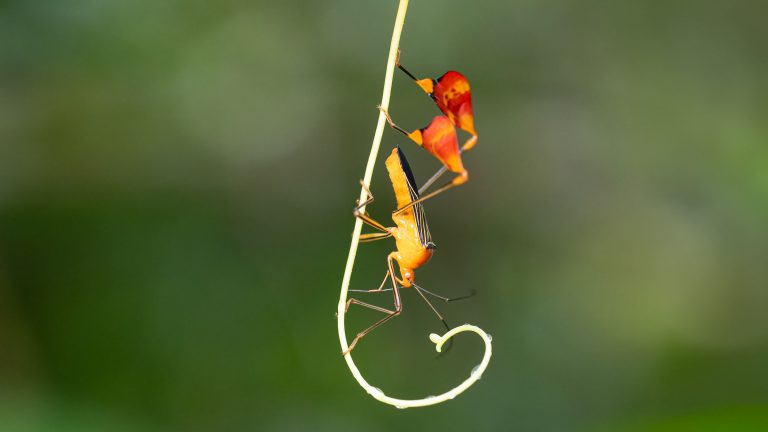 This Bug Waves at You in the Forest. The Reason Surprised Scientists