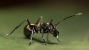 Black Ant Macro