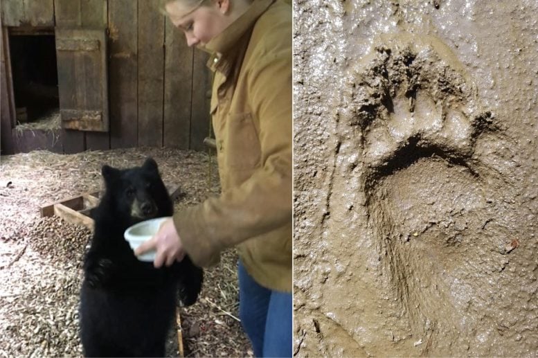 Black Bear Footprints