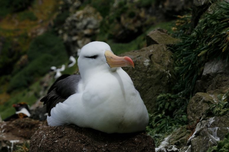 Black Browed Albatrosses Nesting at the Kerguelen Islands