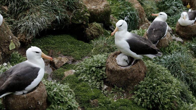 Black Browed Albatrosses With Chick at Nesting Colony