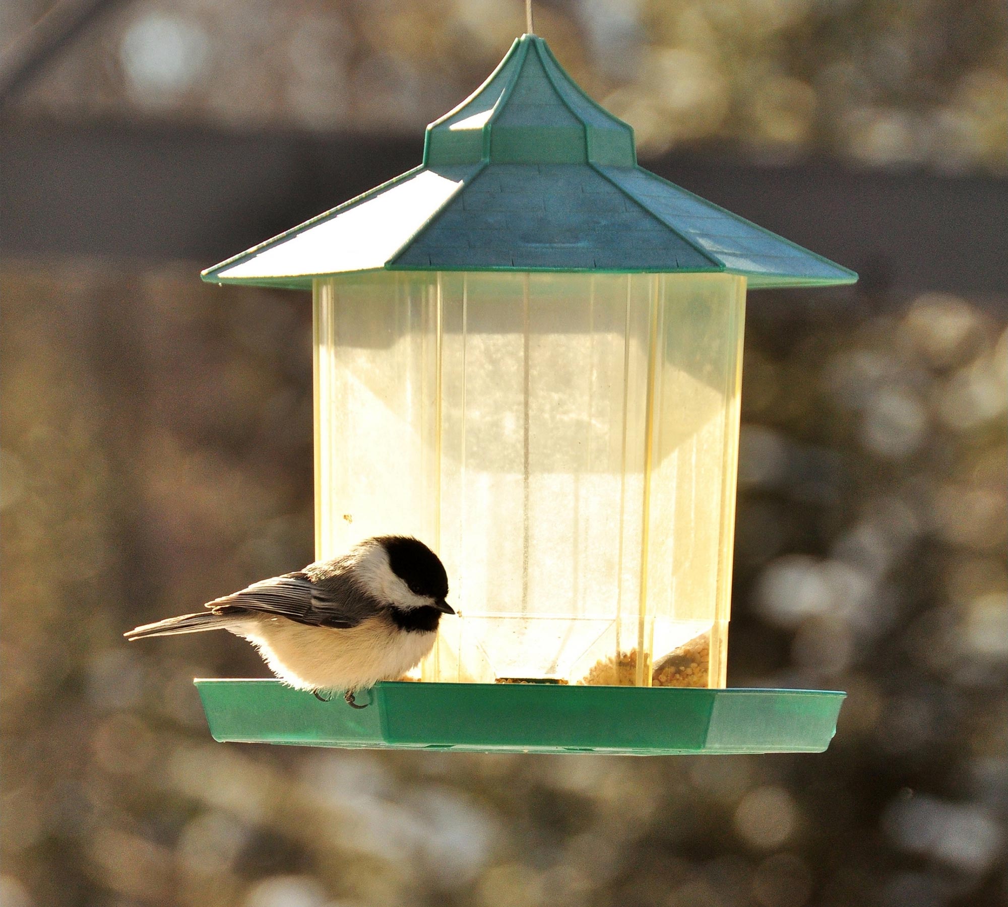 La alimentación de aves aumenta la supervivencia de las aves pequeñas en invierno, ayudando a combatir las infecciones