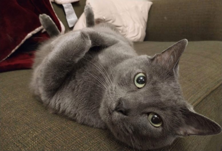 Black Cat Owned by Researcher