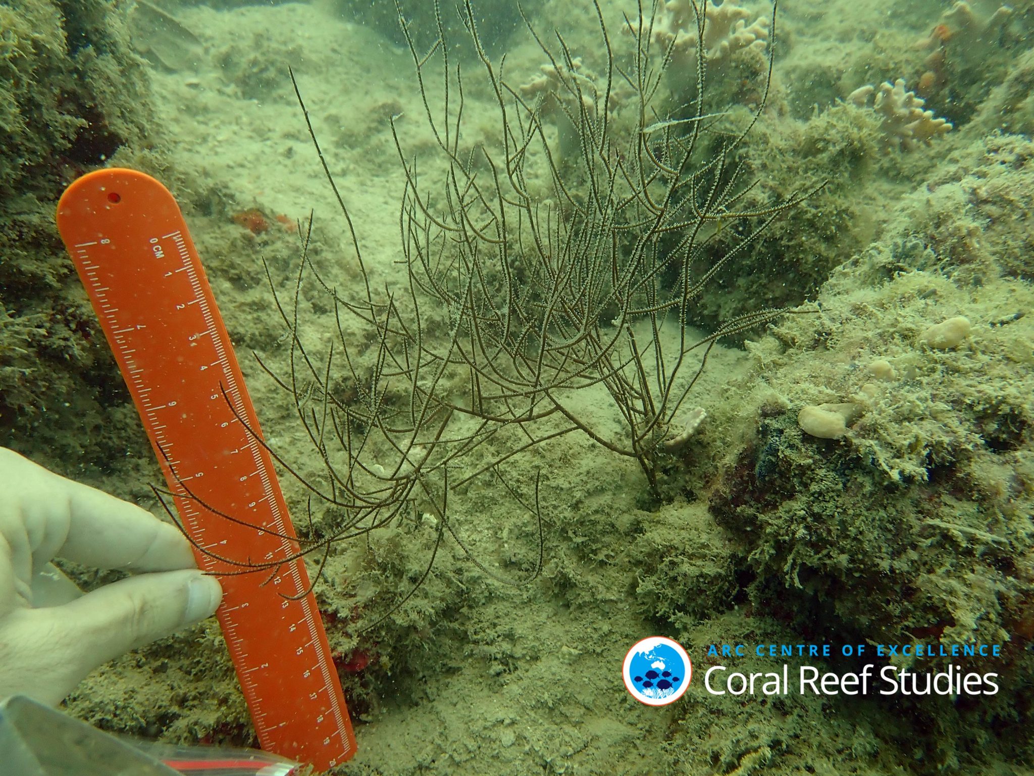 “Treasure Trove” of New Coral Species Discovered Along the Great