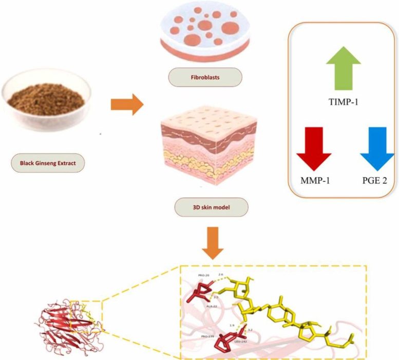 Black Ginseng Extract Graphic