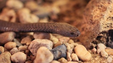 Lifesaving Discovery – First Effective Treatment Found for Spitting Cobra Snakebite
