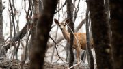 Black-Tailed Deer After Wildfire