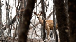 Black-Tailed Deer After Wildfire