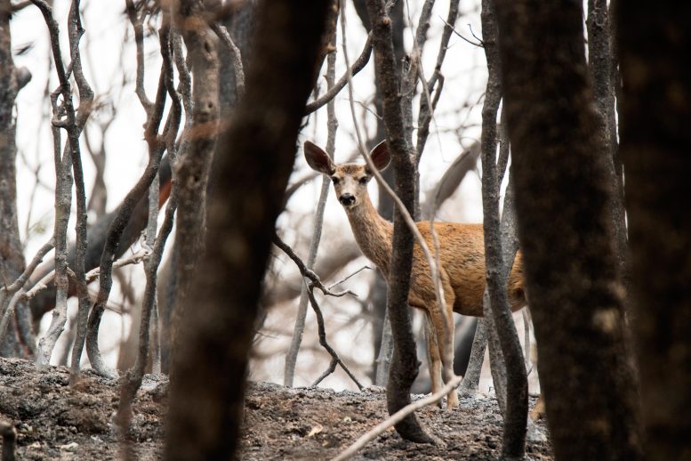 Black-tailed deer after a mountain fire