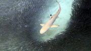 Black Tip Reef Shark Feeding