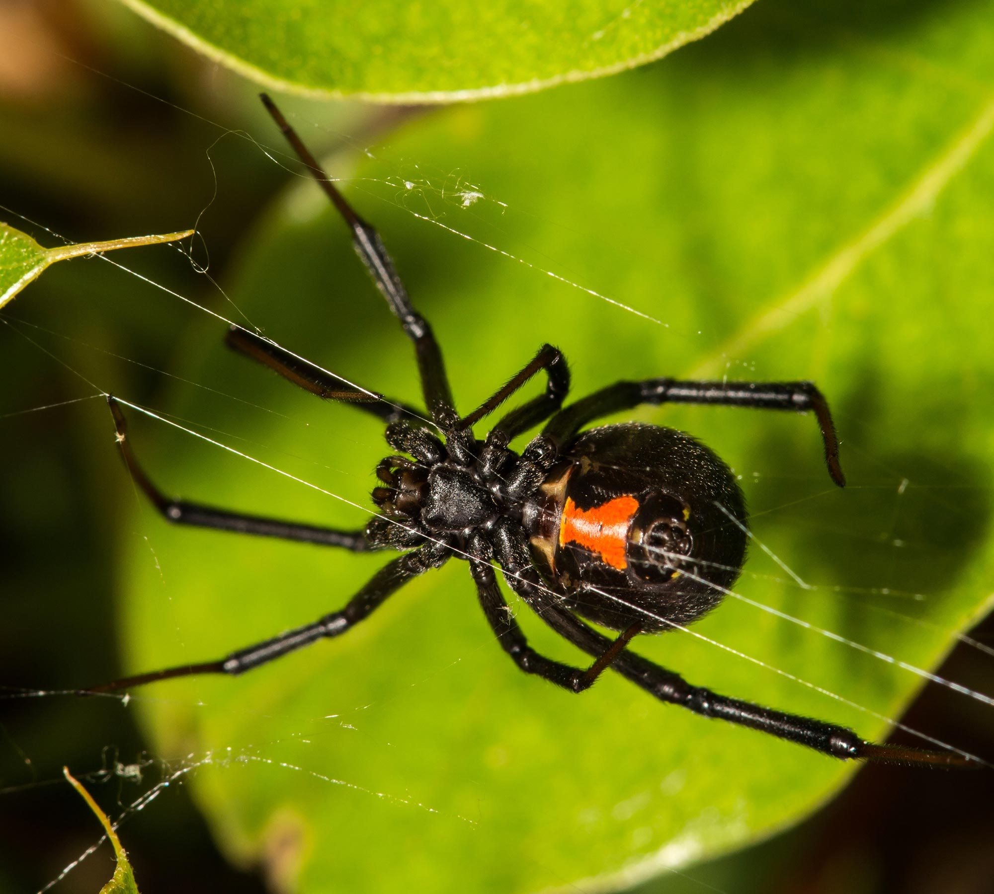 The Surprising Cause of Most 'Spider Bites