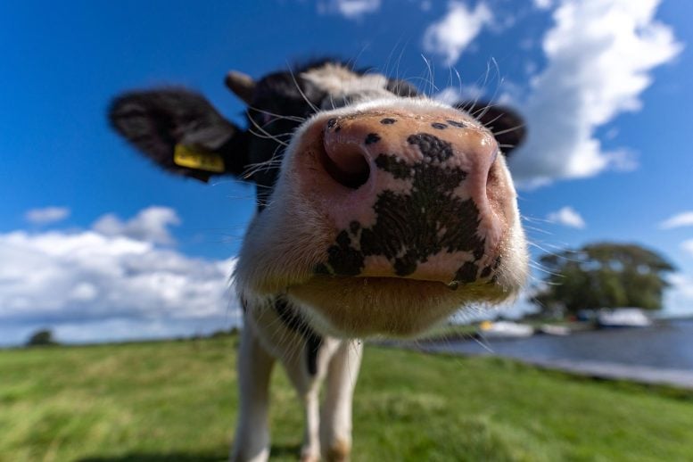 Black and White Cow Close Up