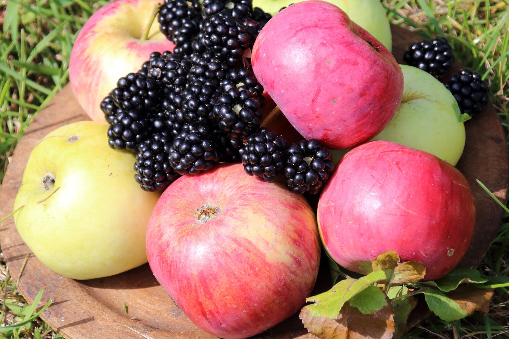 An Apple a Day Keeps Frailty at Bay: The Power of Quercetin Flavonol-Rich Foods