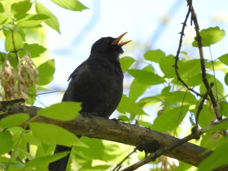 Blackbird