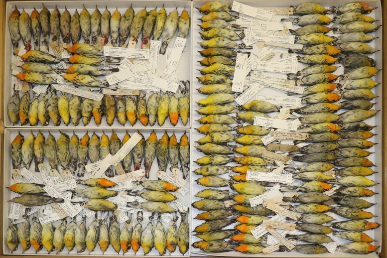 Blackburnian Warblers in the Collections of the Field Museum
