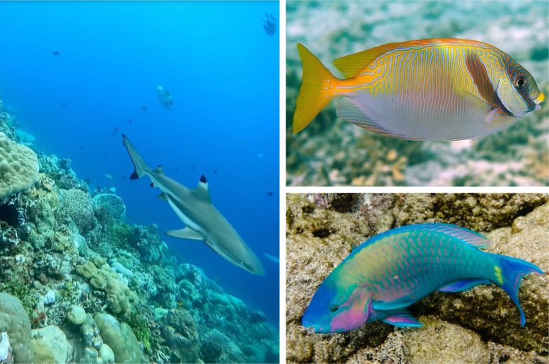 Blacktip Reef Shark, Barred Rabbitfish, and Palenose Parrotfish in Their Coral Habitat