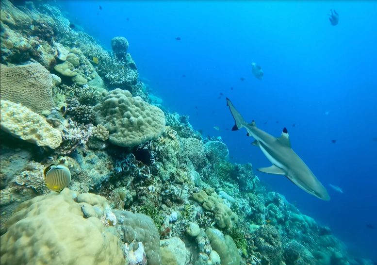 Blacktip Reefshark