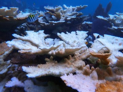 Coral Catastrophe: Brutal Heat Puts Florida’s Reefs on the Edge