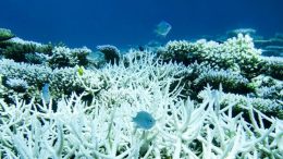 Bleached Coral at Scott Reef, Australia
